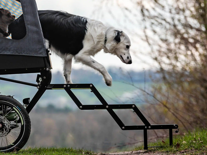 Chike trappe til e-dog