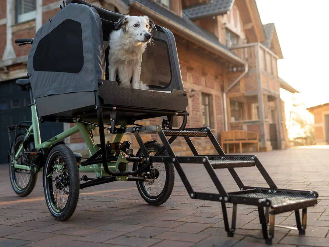 Chike trappe til e-dog