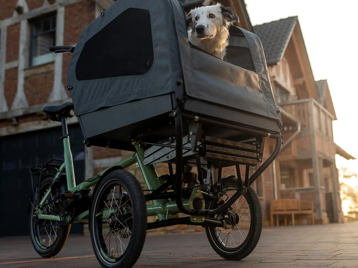 Chike trappe til e-dog